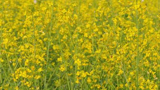 春天蜜蜂在油菜花田中飞舞的空镜头