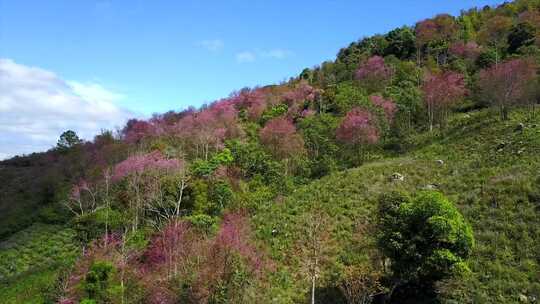 满山樱花