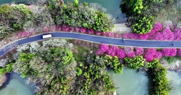 汽车穿梭在开满鲜花的道路上开往春天的列车