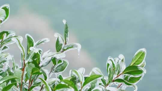 杭州西湖龙井茶园冬天冻雨