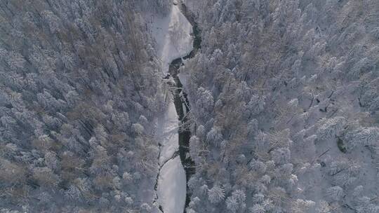 唯美冬季长白山原始森林红松美人松航拍美景