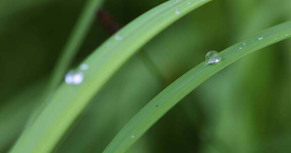 叶子上的露珠水珠雨珠特写