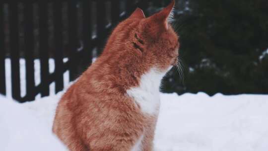 特写在雪地里玩耍的大橘猫