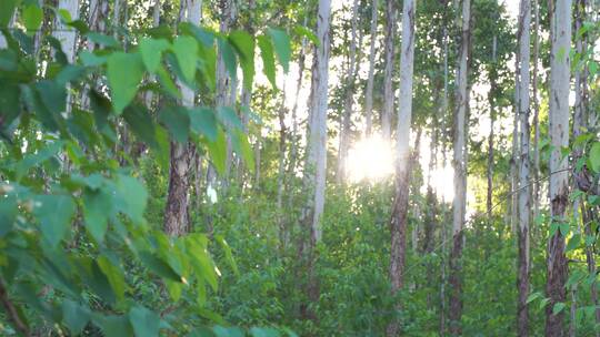 风吹树林光影阳光树叶森林树丛枝干枝叶丛林视频素材模板下载