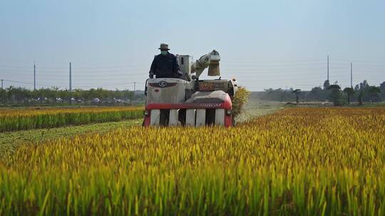 中国农业经济发展机器收割水稻大米