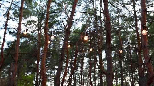 树林里的节日串灯挂在松树上灯泡花环上的串