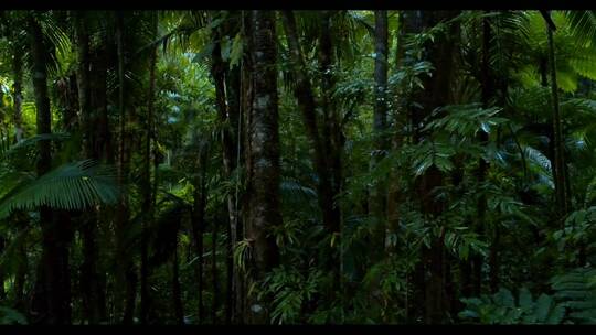 热带雨林的景色视频素材模板下载