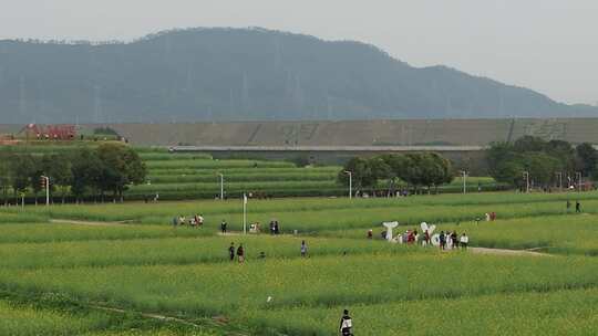 深圳光明小镇欢乐田园油菜花田