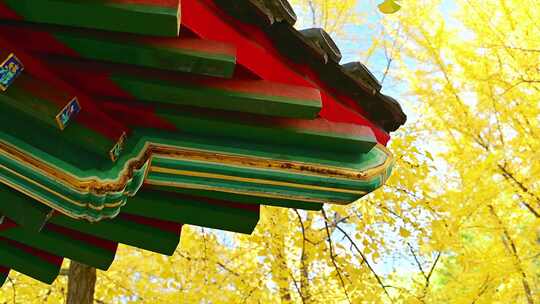 中式古建筑前的黄色的银杏叶