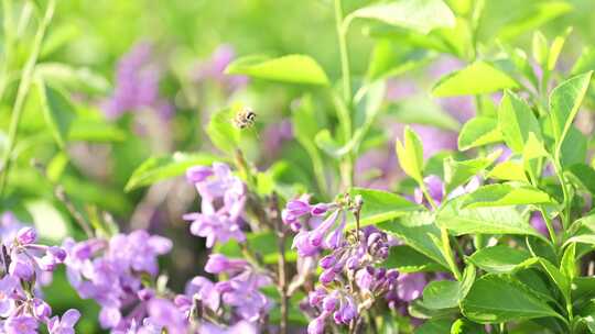 蜜蜂春天嫩芽树叶紫色花视频素材模板下载