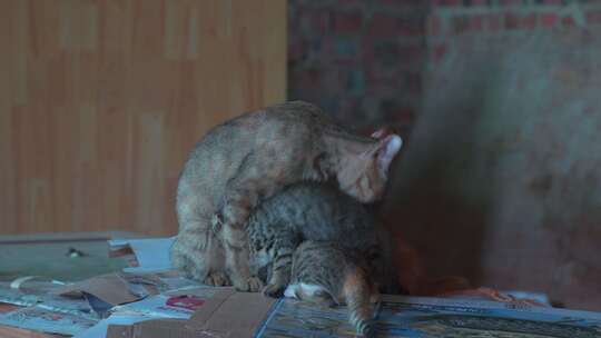 一只母猫正在母乳喂养小猫