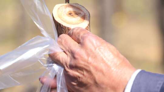 航拍酸枣基地河北赞皇县酸枣嫁接 嫁接技术