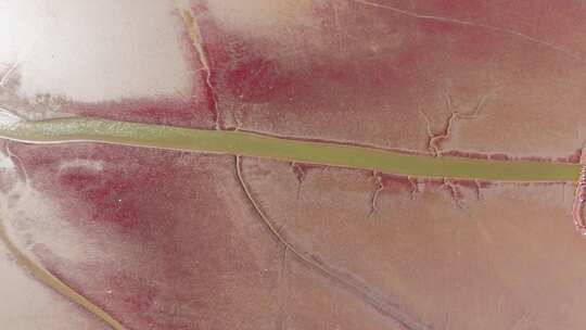 盘锦红海滩生态湿地空镜航拍