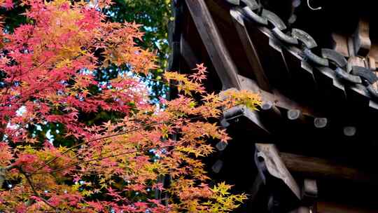 秋天江南园林古风亭台楼阁旁多色明亮的枫叶