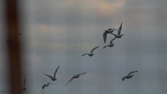 天空中飞翔的鸟群素材