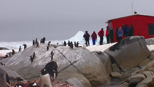 南极洲研究站的科学家和企鹅视频素材模板下载