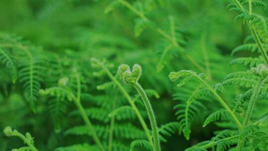 唯美绿色春天蕨类植物原始森林
