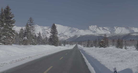 积雪覆盖的林间道路风景