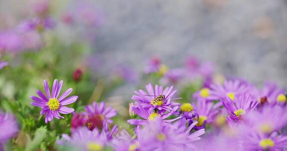 【8K】花和蜜蜂