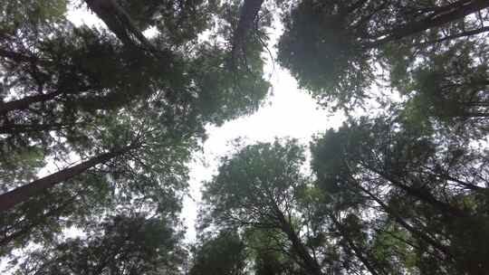 自然风光树枝树叶无锡太湖鼋头渚风景区实拍