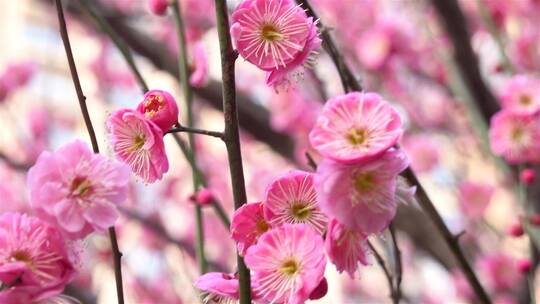 春季红色梅花景观