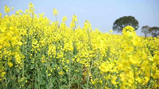 春季出游油菜花海