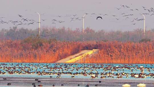 山东黄河口湿地鸟类野生动物
