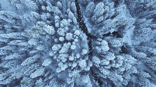 航拍积雪覆盖的山峰 森林树林 特写镜头视频素材模板下载