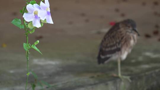 池鹭实拍