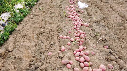 红皮土豆种植基地