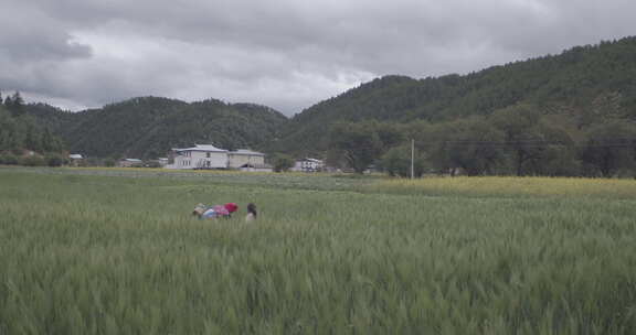 云南松茸地拍白云麦田母女走过田野