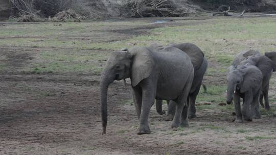 一群可爱的大象一起走在广阔的草原上