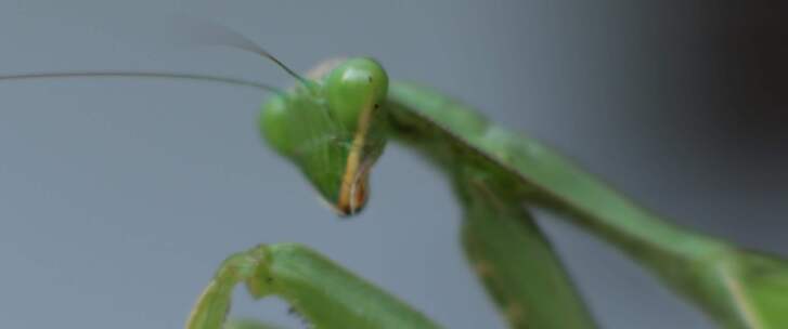 螳螂，昆虫，bug，特写，宏