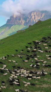 一群绵羊跑过绿色Actoprak通行证鸟