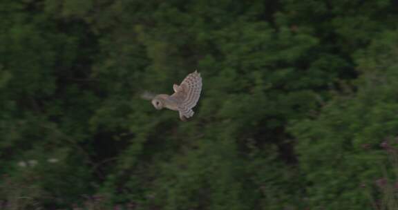 谷仓猫头鹰，猫头鹰，Tyto Alba，