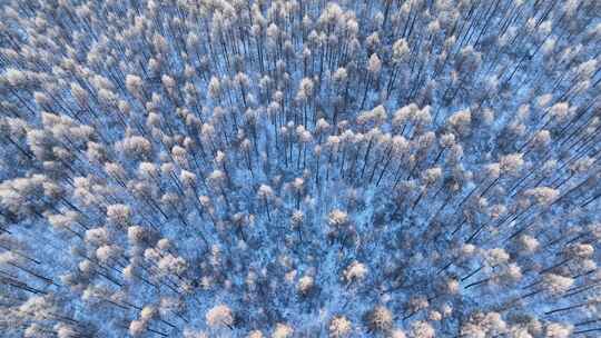 航拍大兴安岭阳光雪林