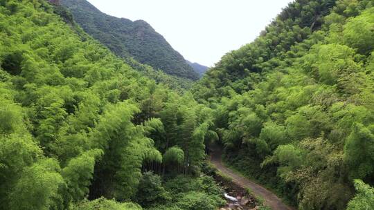 唯美江南竹林前后航拍移镜