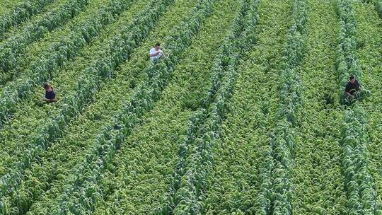 航拍 谷子育种基地  田间管护