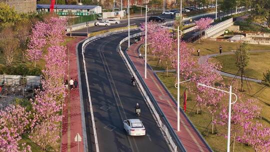 中国广东省广州市海珠区瑞宝街道紫花风铃木