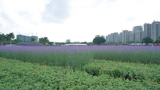 花卉公园马鞭草丛林秘境