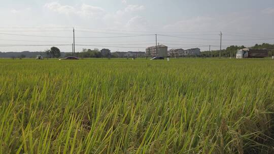 乡村稻田自然风光