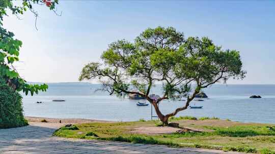 厦门 环岛路 玩月坡 海边大树 延时