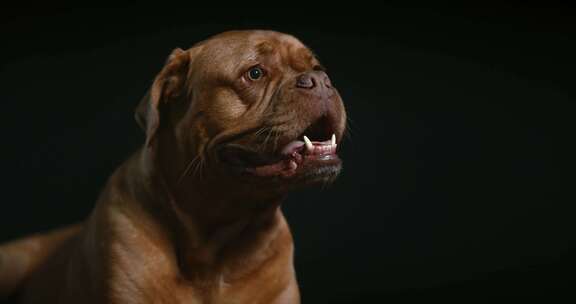 Dogue De Bordeaux，狗，