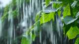 雨中绿叶景象，清新自然的雨景画面高清在线视频素材下载