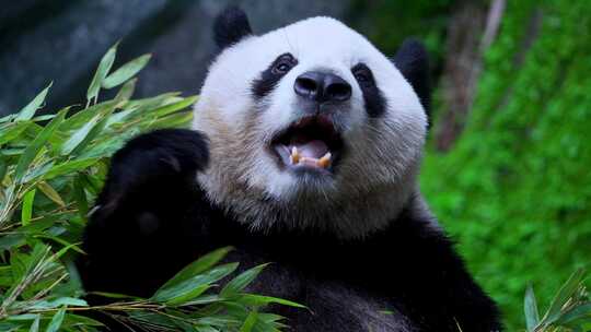 国宝大熊猫吃竹叶