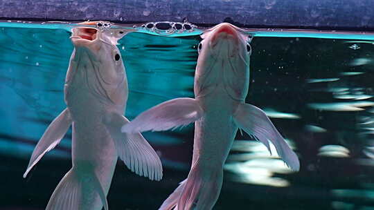 水族馆 群鱼 观赏鱼 鱼类