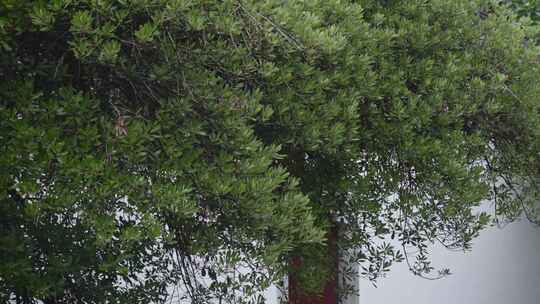 园博园雨天江南园林建筑雨天国风氛围