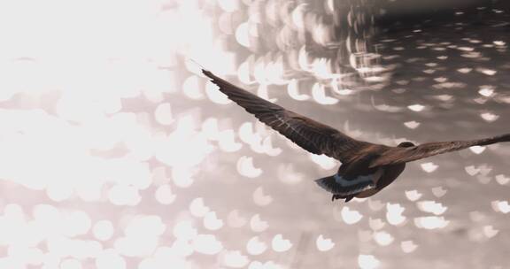 大雁展翅飞翔在波光粼粼的湖面反光中