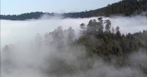 早晨云海中的森林