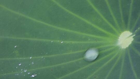 雨后的荷叶与水珠唯美特写视频